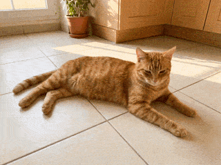 Cat resting on a CoolPaws cooling mat