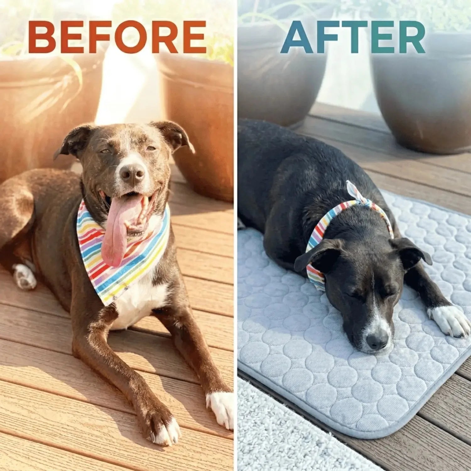 Dog relaxing on a CoolPaws cooling mat