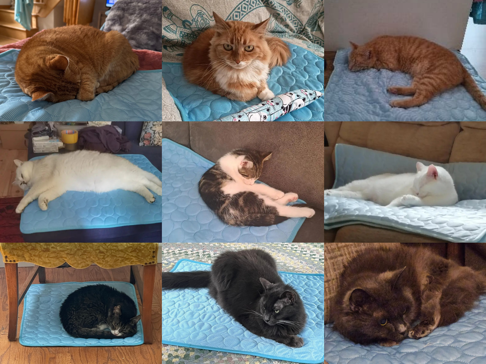 Cats relaxing on cooling mats