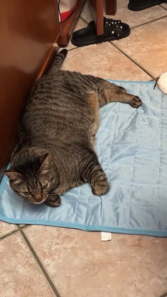 CoolPaws customer cat
