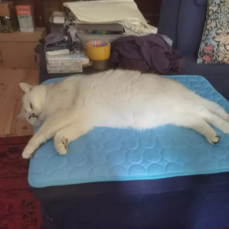 Cat enjoying a CoolPaws cooling mat