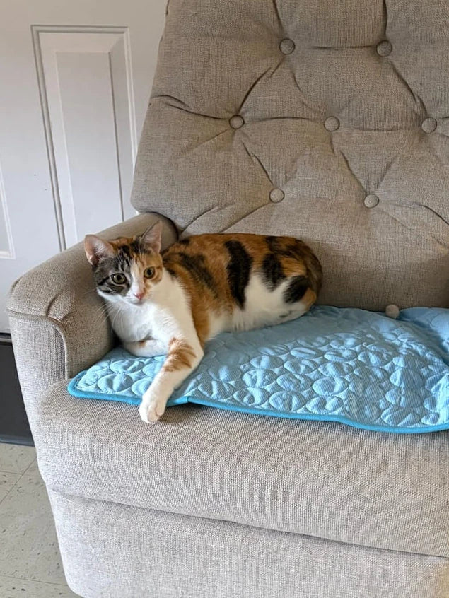 Luna enjoying a CoolPaws cooling mat
