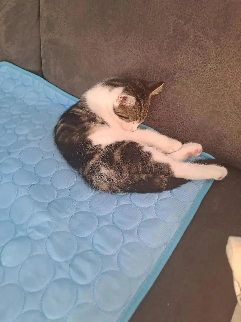Billy resting on a CoolPaws cooling mat