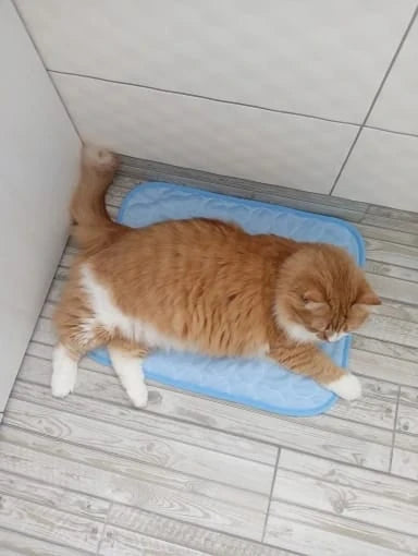 CoolPaws customer and cat