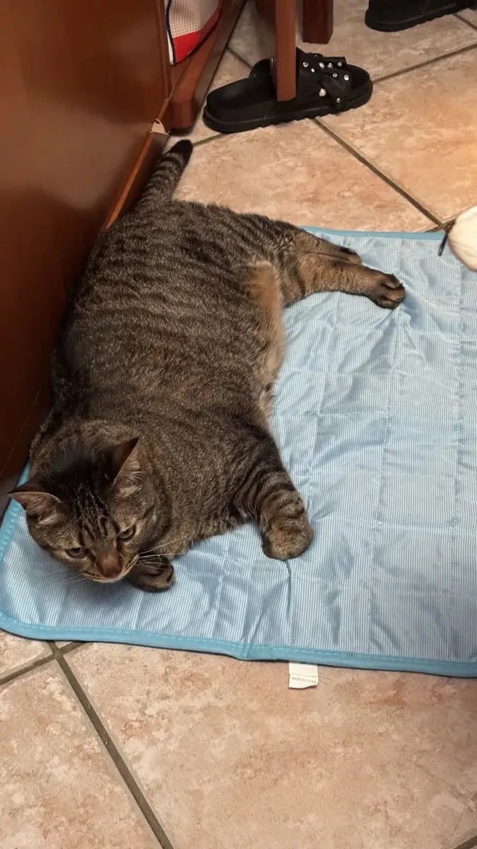 Max resting on a CoolPaws cooling mat