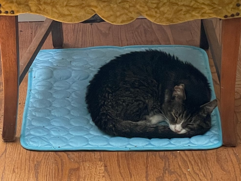 Cat resting on a CoolPaws cooling mat