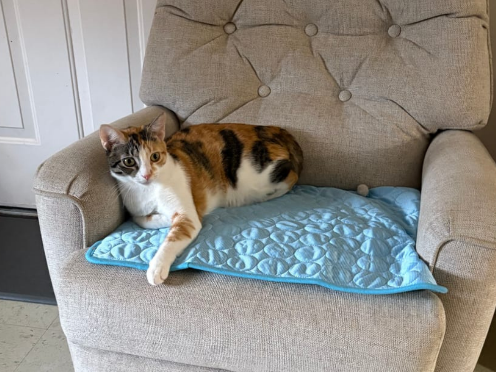 Cat on a blue gel-free cooling mat