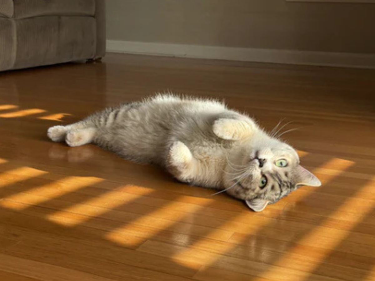Relaxed cat enjoying a sunny resting spot