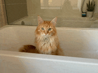 CoolPaws delivery preparation