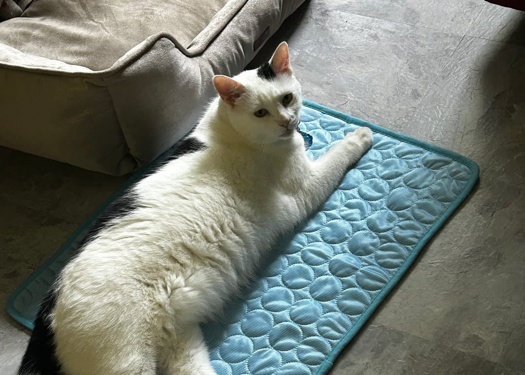 Cat enjoying a CoolPaws cooling mat